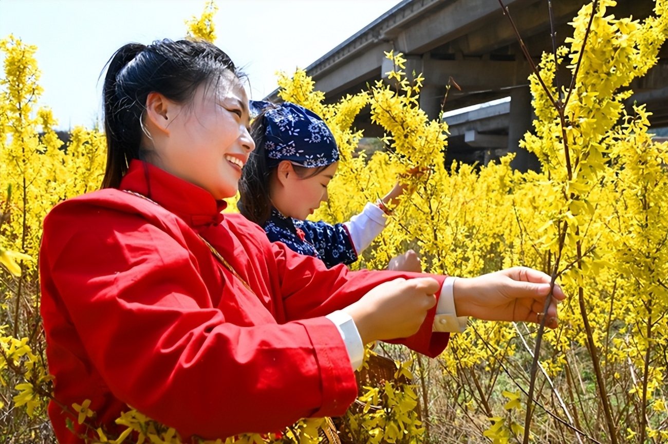 山西益林连翘花开采摘忙