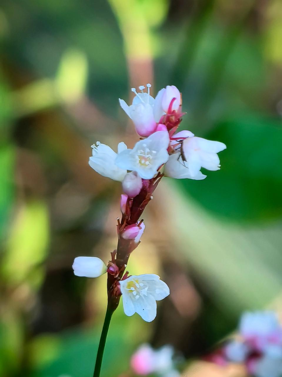 60 pro 终于现货了,虽然它1tb版本的价格高达9999元,但和三星苹果旗舰