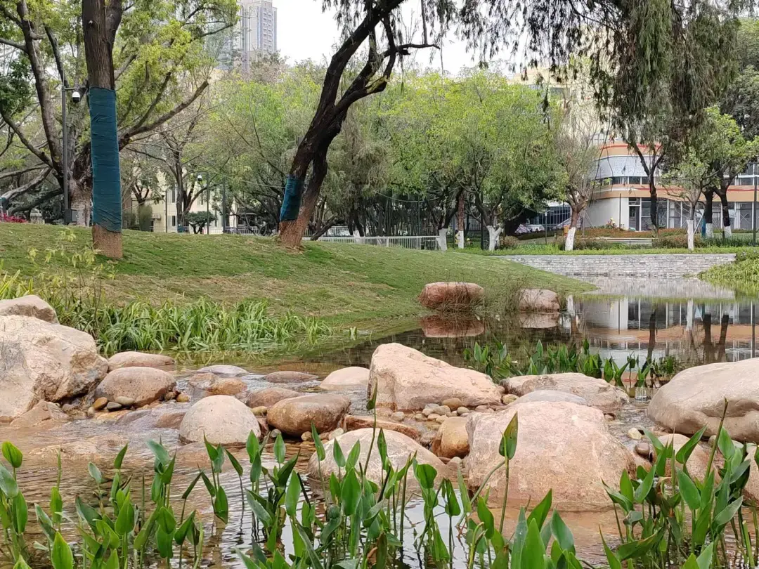 再造从活水,守护大树开始,深圳新安公园不负期待再"上线"_财富号_东方