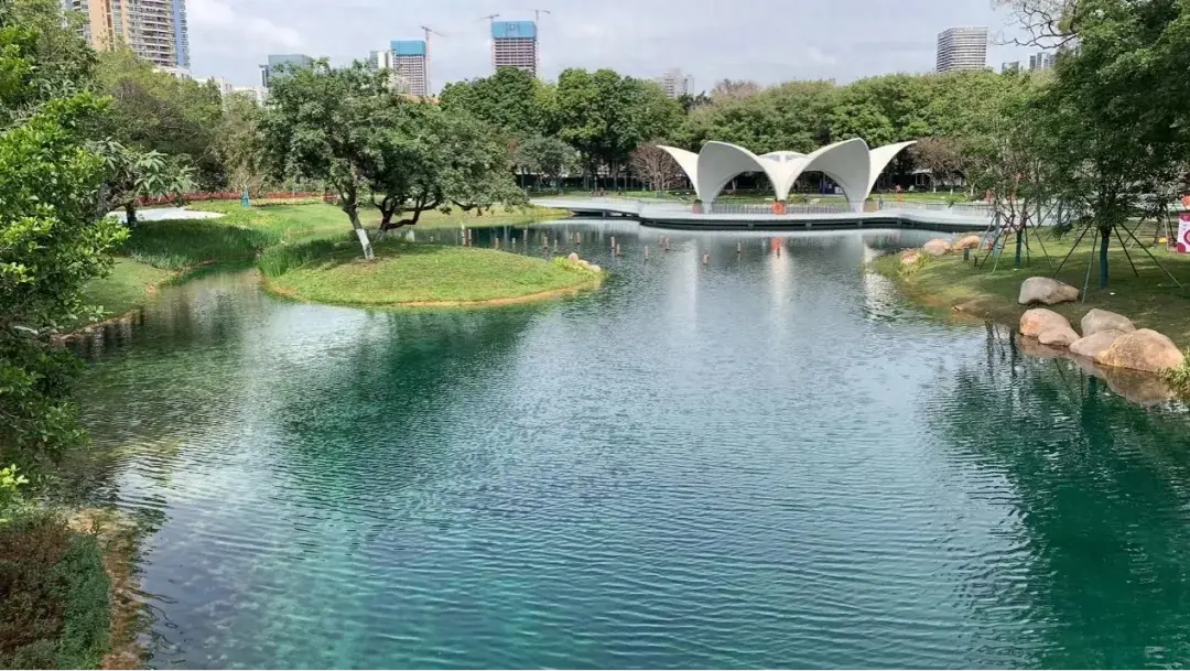 再造从活水守护大树开始深圳新安公园不负期待再上线