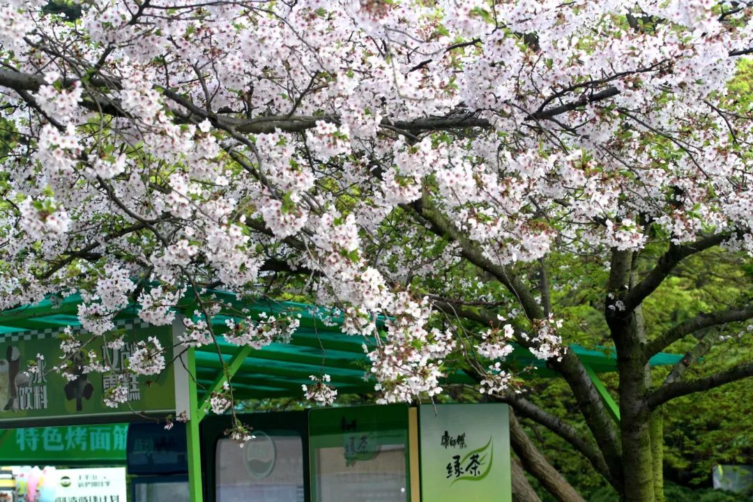 单樱和双樱樱花与活力四射的年轻人逆光中的樱花生动而美丽鸟语花香