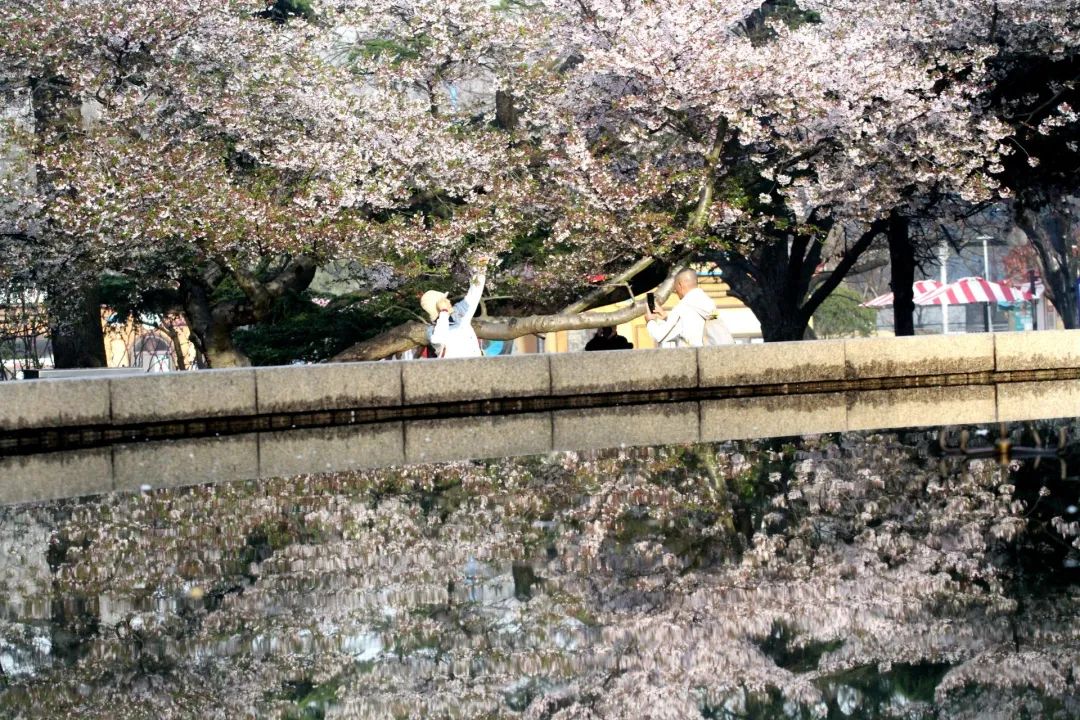 单樱和双樱樱花与活力四射的年轻人逆光中的樱花生动而美丽鸟语花香
