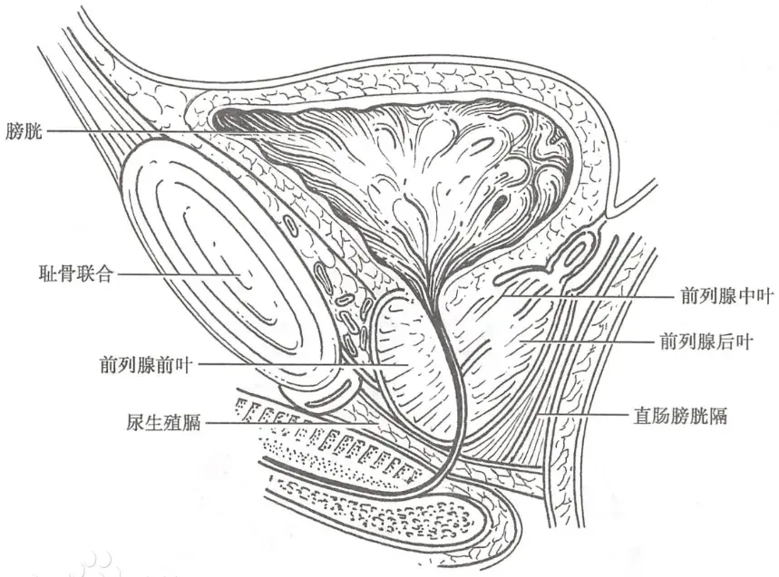 前列腺工作原理图图片