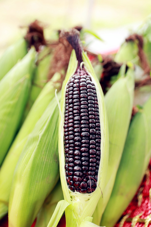 南沙产"白雪公主""黑美人"玉米上市!