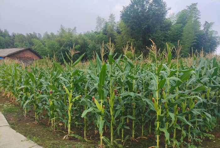 新型环保地膜引领农业绿色发展:运鸿集团聚乳酸地膜革新传统农业