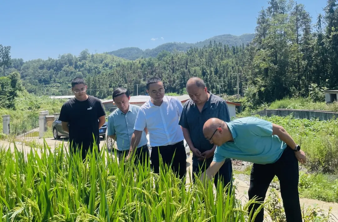 镇党委领导带着我们去德江县合兴镇东元村学习"稻 蛙"综合养殖模式