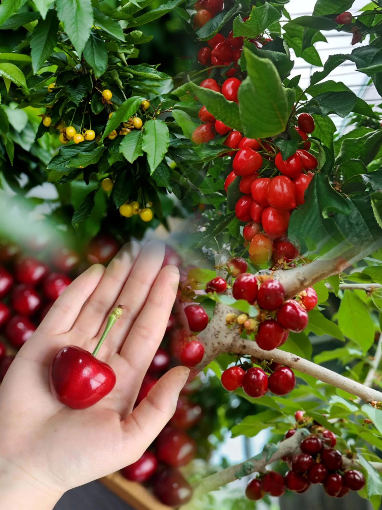 美国大红,布鲁克斯,沙王,桑提娜,金禾佳红,肤白雪桃等各类树种