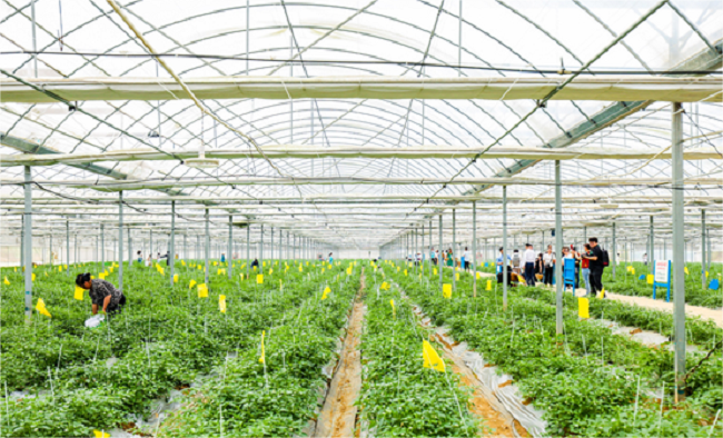 钱大妈走进"辣椒小镇",樟树港辣椒种植示范基地正式揭牌