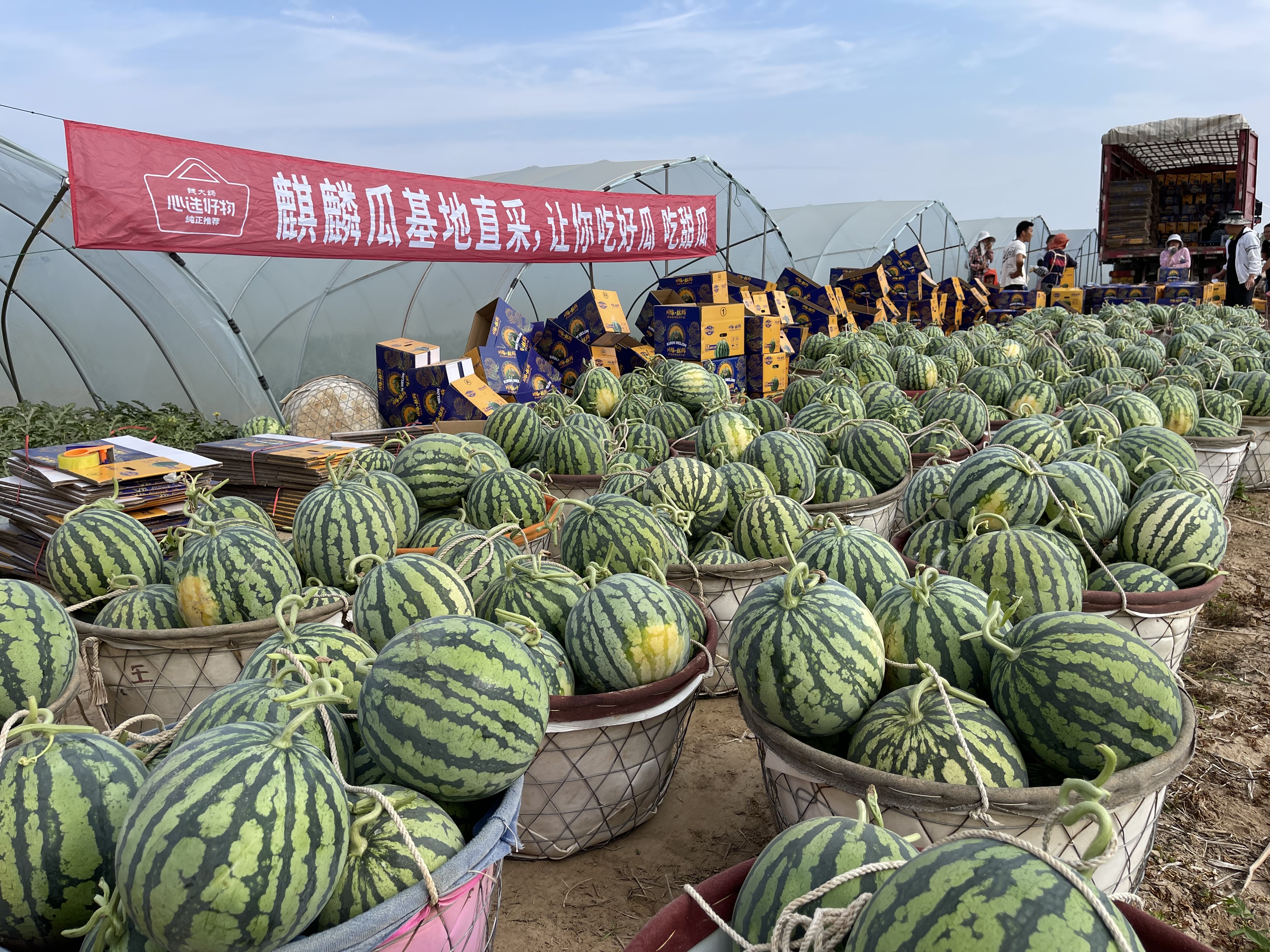 钱大妈基地直采麒麟瓜,清凉一口甜润增收