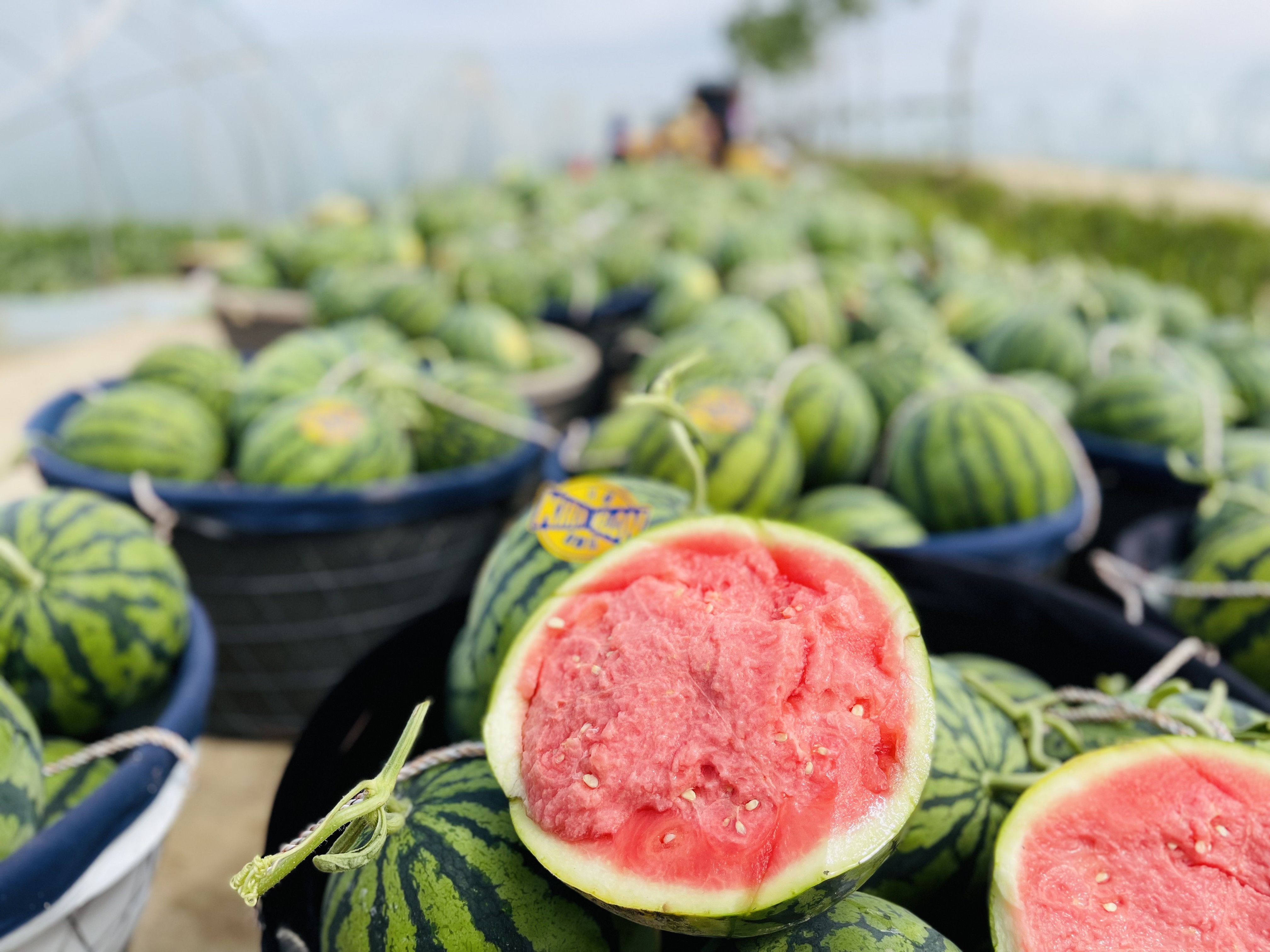 钱大妈基地直采麒麟瓜,清凉一口甜润增收