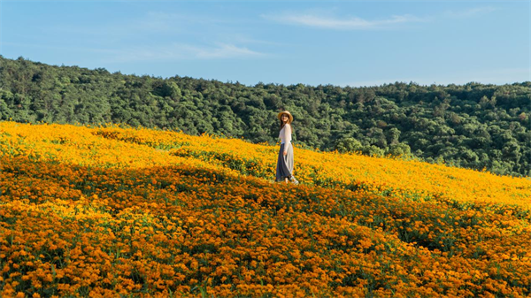 机票变门票,无锡必打卡地拈花湾花海盛宴邀您畅享