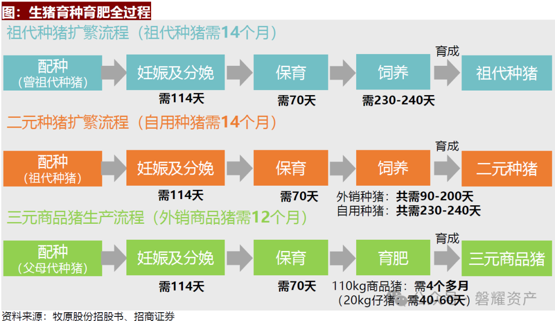 一方面,一头能繁母猪能生产的健康仔猪数量,仔猪养殖时间,出栏猪的