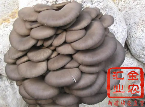 平菇种植技术 原料图片