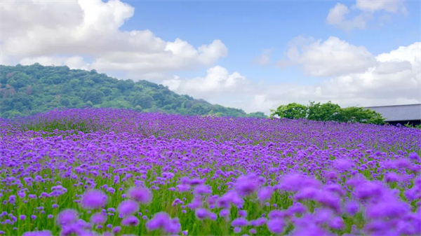 中高考生专属福利!无锡拈花湾凭准考证免票畅游