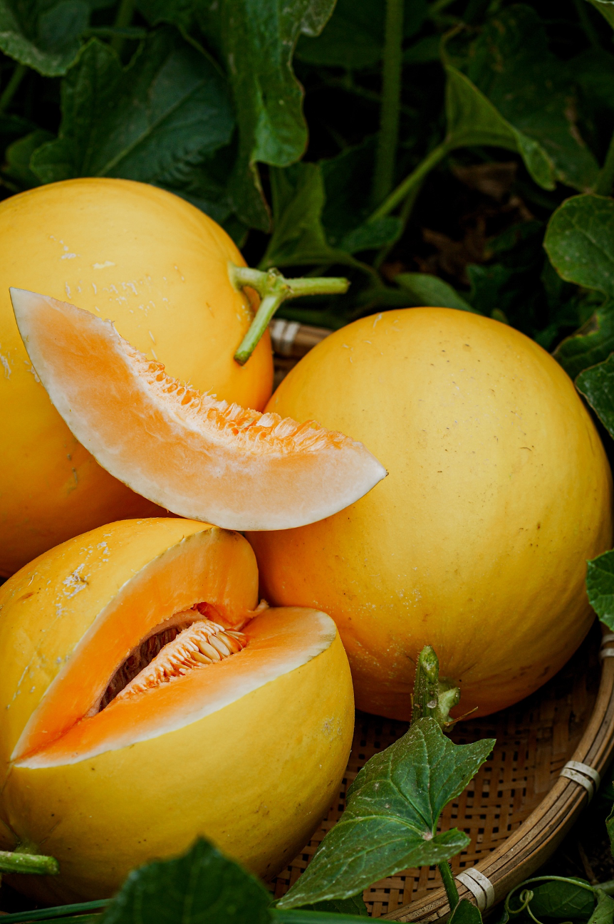 "硕士之后沙漠种瓜,一种就是十年",种地dna真的有这么强大?