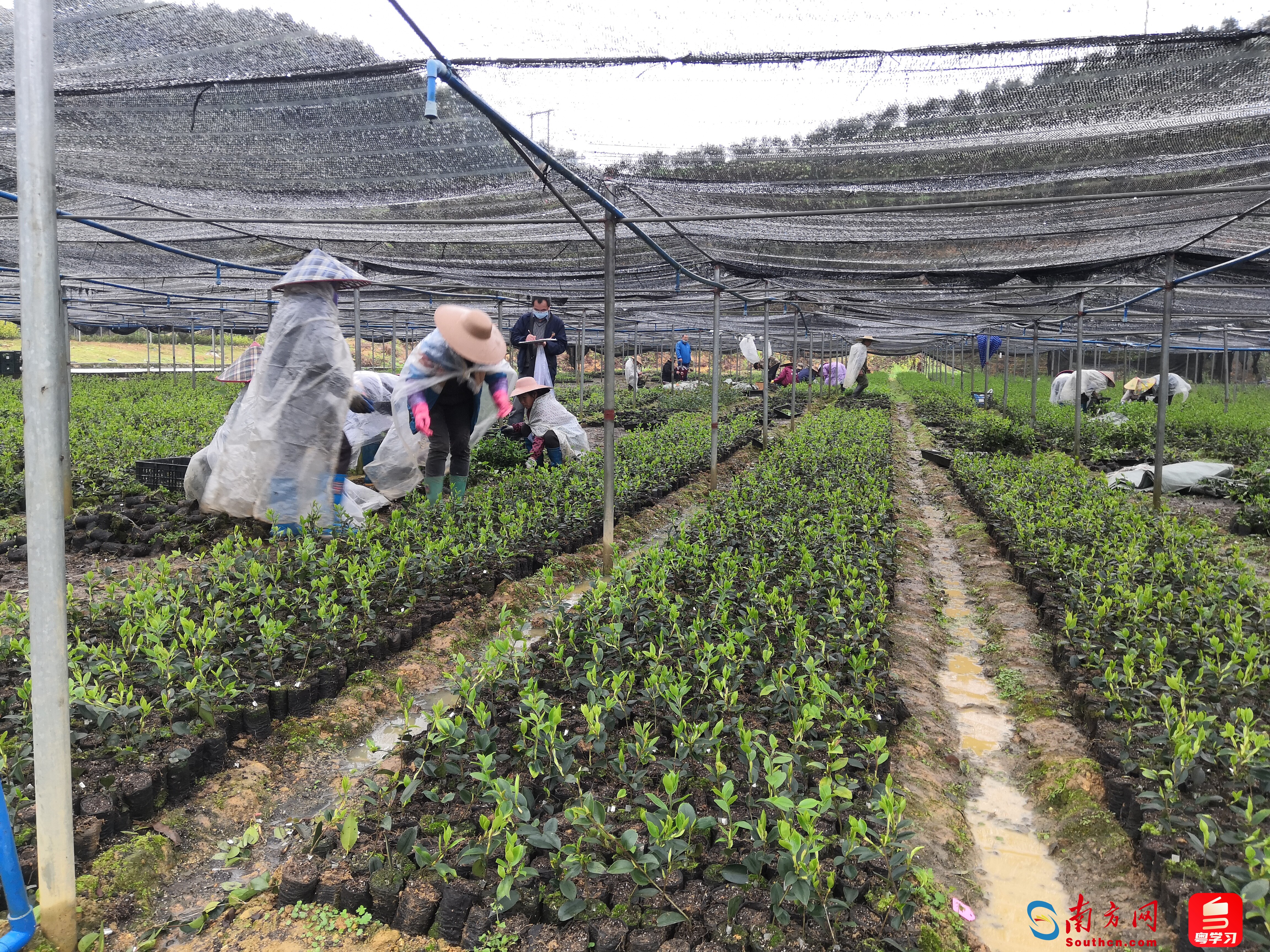 中国油茶基地图片