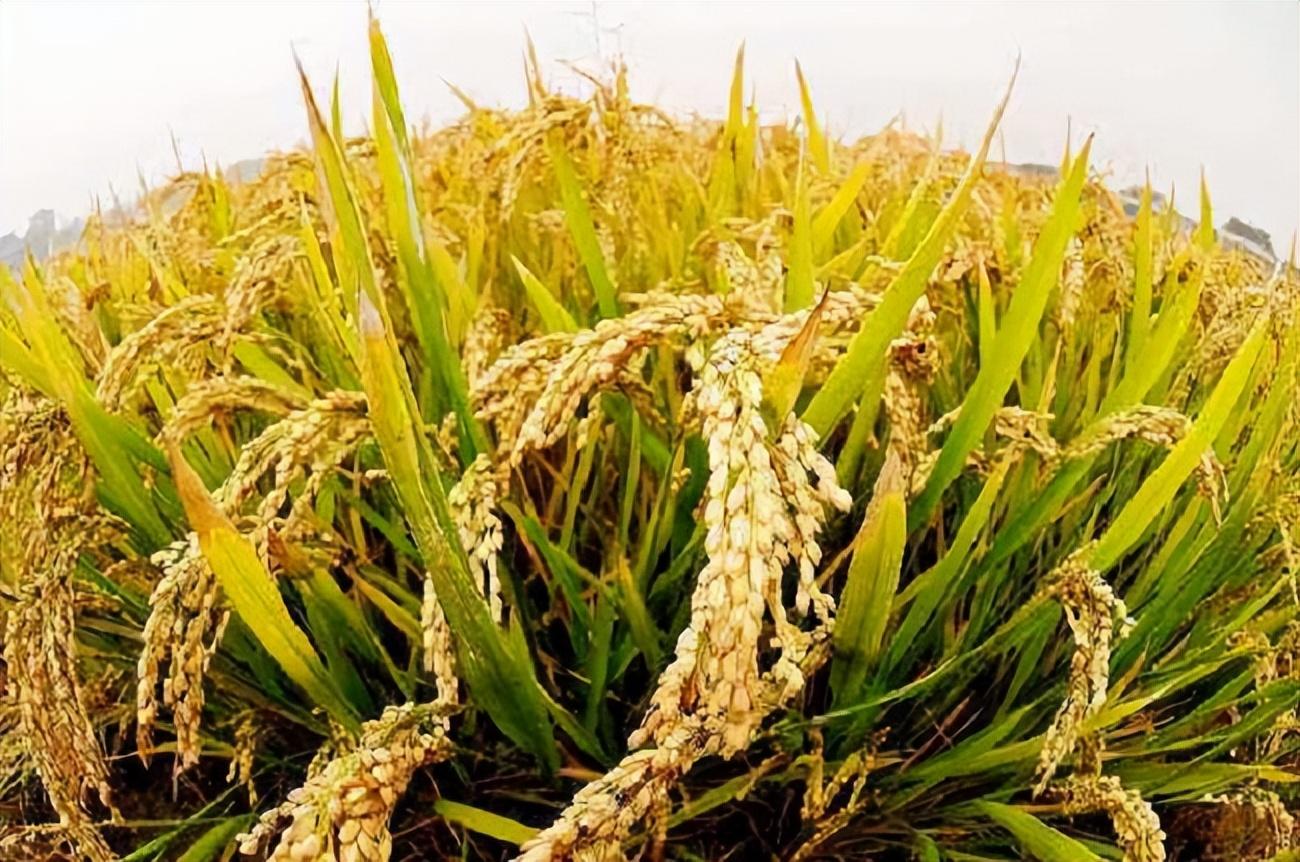 新品种审定江苏高标准农田建设-常州|国稻种芯·中国水稻节