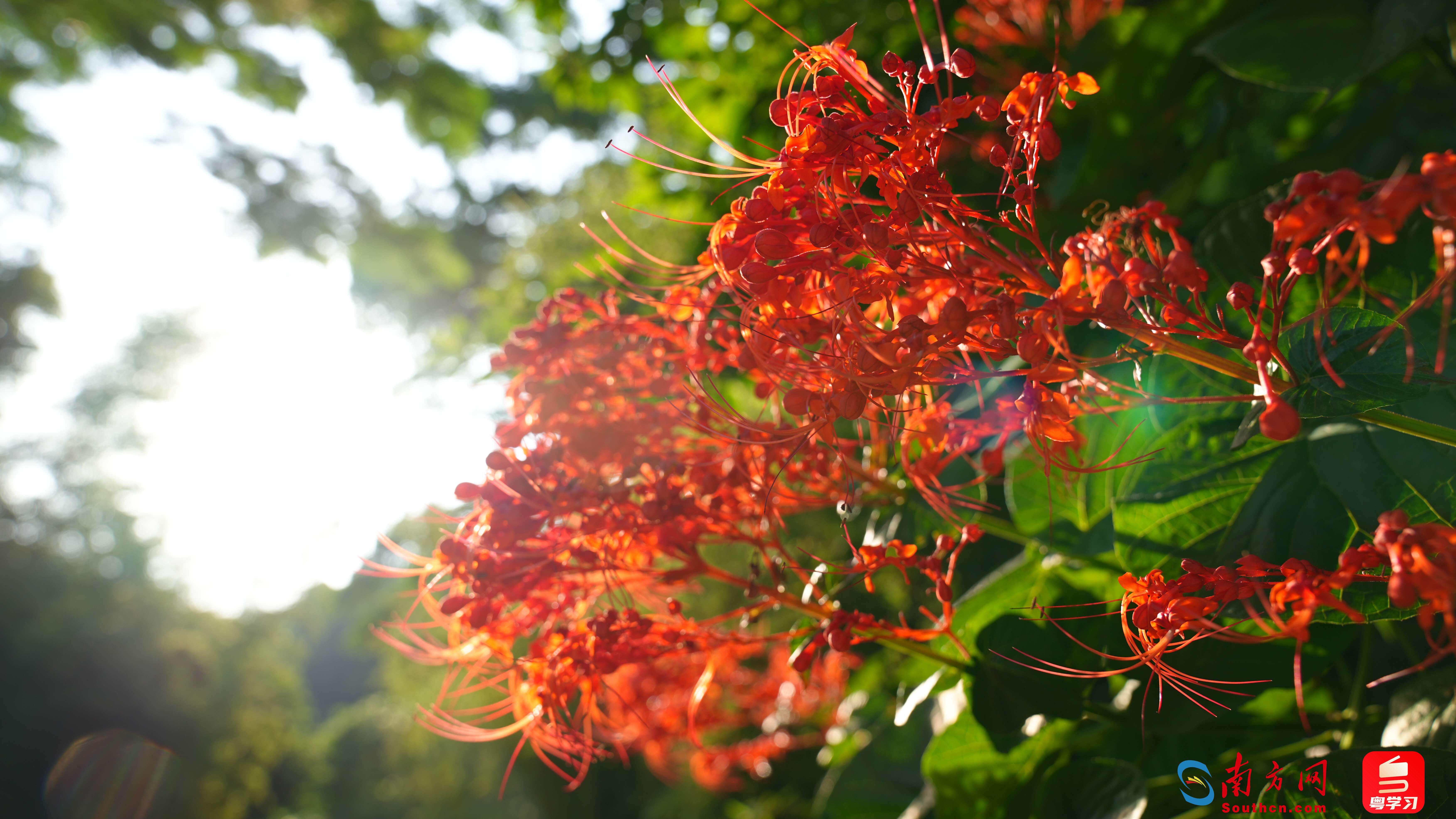 名为"状元红"的花卉色彩浓烈,在阳光下格外夺目.