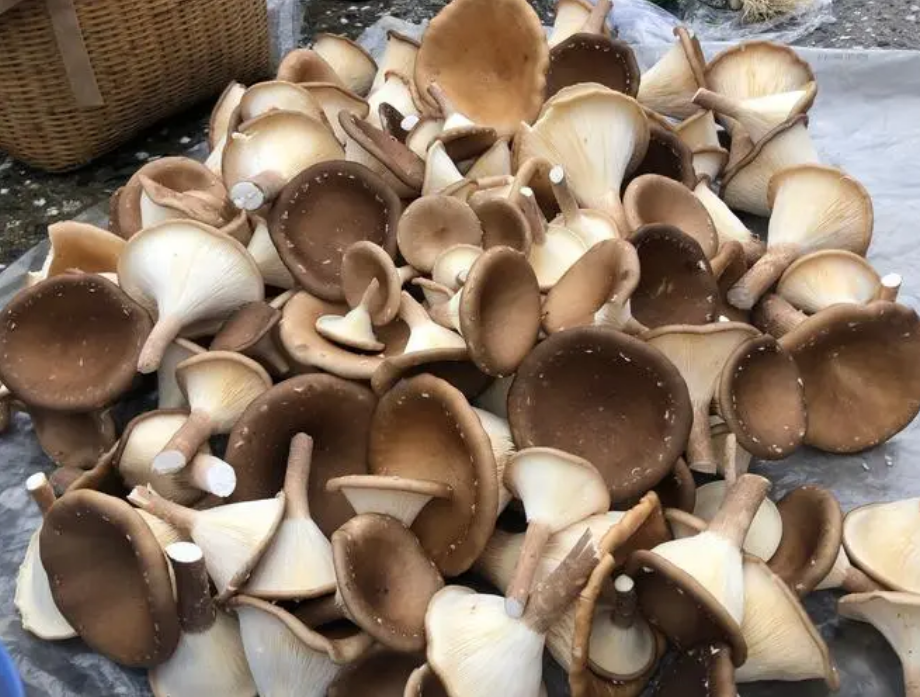 猪肚菌是喜欢"蒸桑拿"的高温菌种