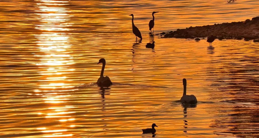 海信TCL长虹创维半年报洞察彩电业新拐点-家电圈官网