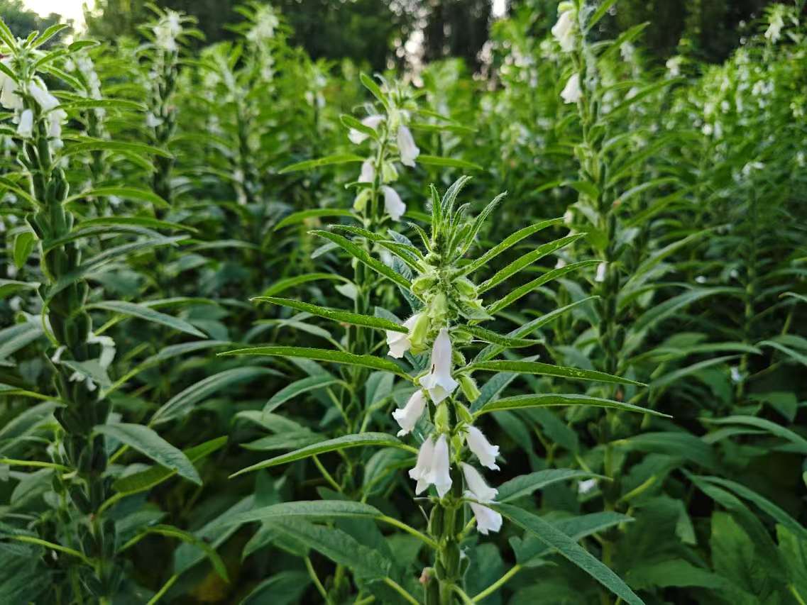 芝麻开花