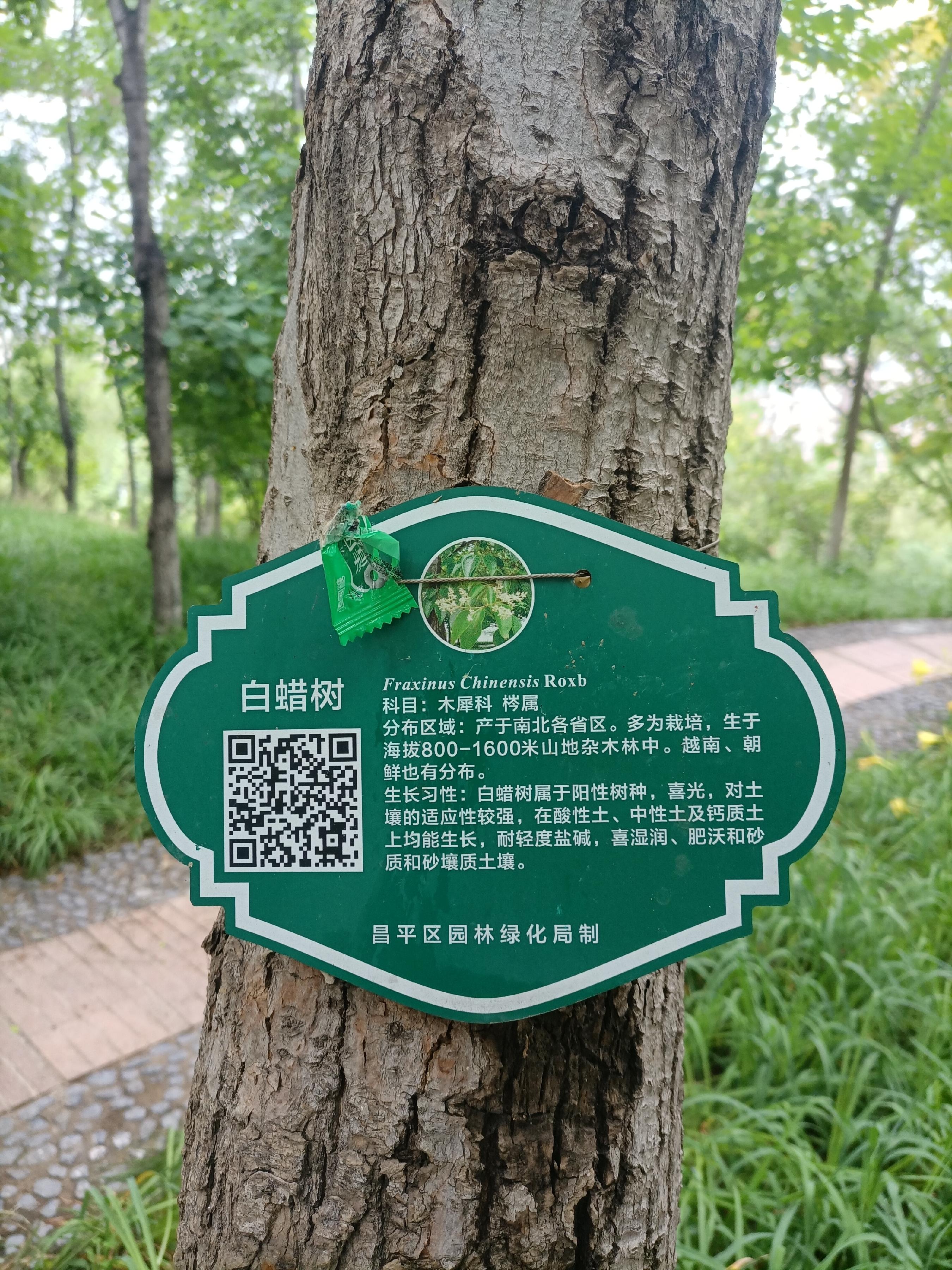 北京的杜仲