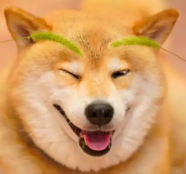 动物世界的可爱笑容