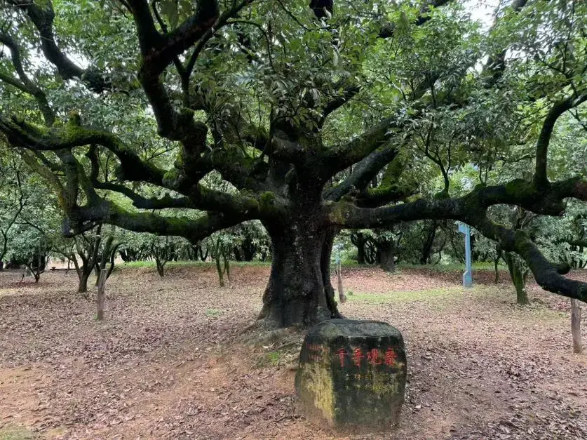 广西灵山县千年荔枝树图片