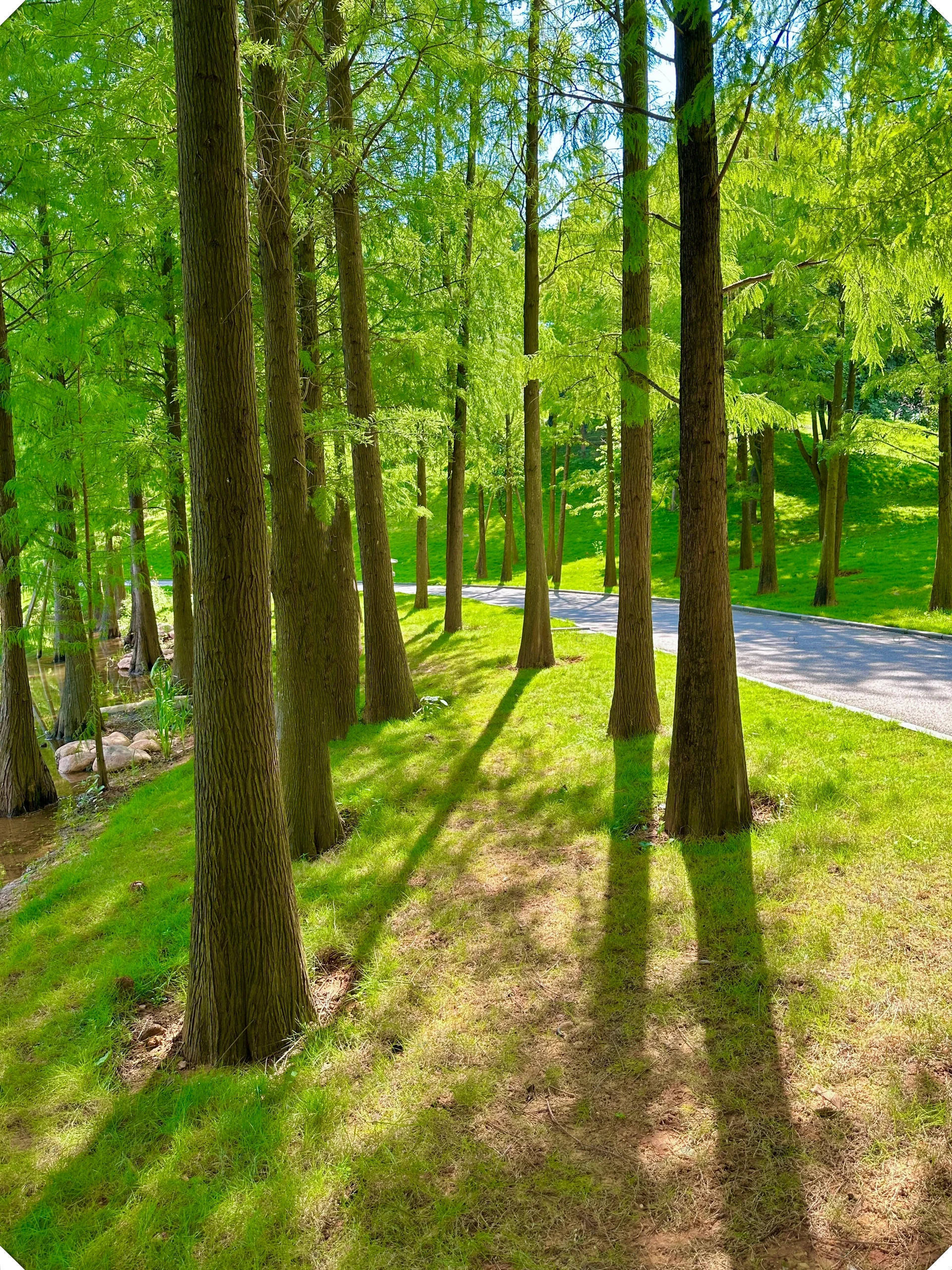 青秀山地图图片