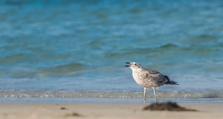 主流消费降级下家电高端转型还有戏吗-家电圈官网