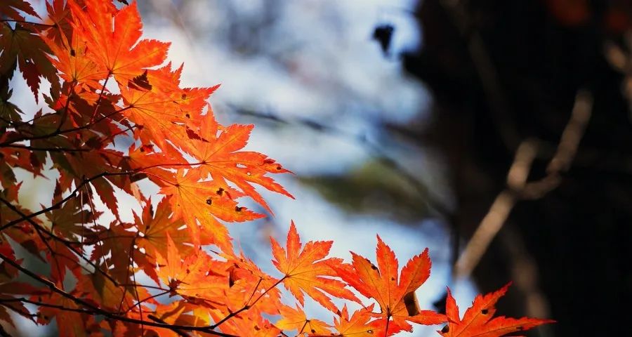 家电市场寒意浓!小米方太美的海信TCL破冰,国美苏宁自救-家电圈官网