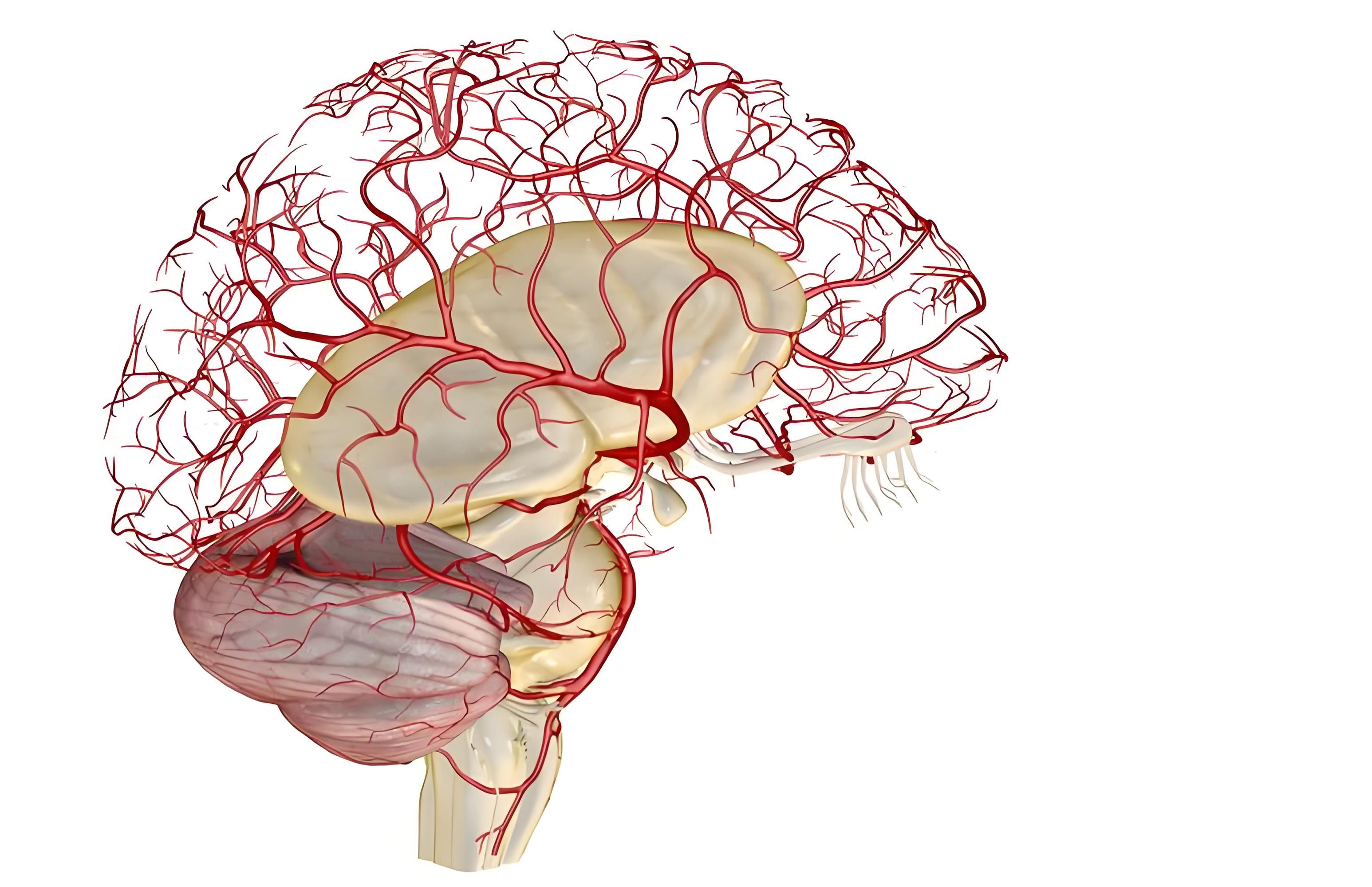 介入耗材哪些公司美敦力等外企发力神经介入集采，密网支架进入万元时代_https://www.jmylbn.com_新闻资讯_第1张