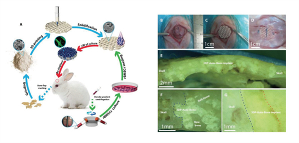 莱普E系列经济版生物3D打印机上市，博见三维推动医工科研创新