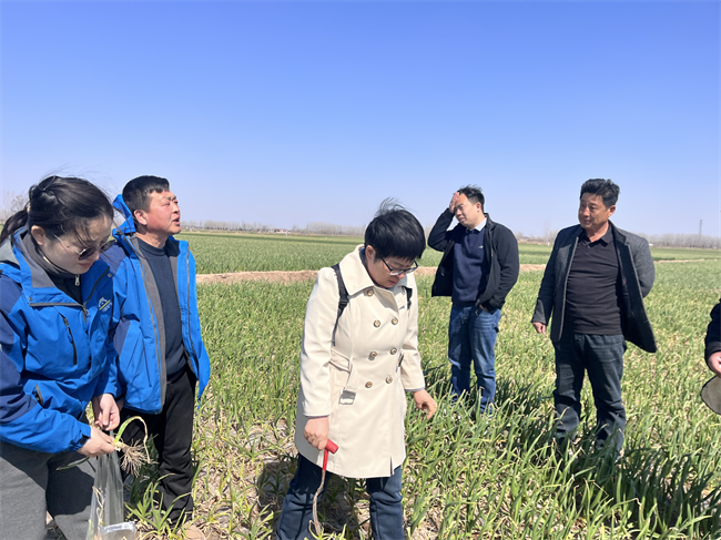 小蓝帽增产药护航第七届全国粮王争霸赛，助农户增产争当粮王