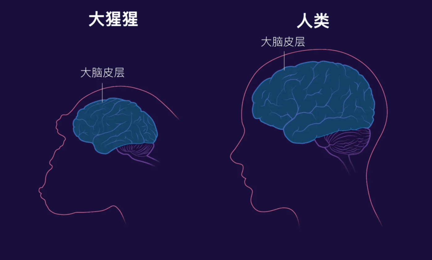 为什么我们不能完全复制人类的大脑？