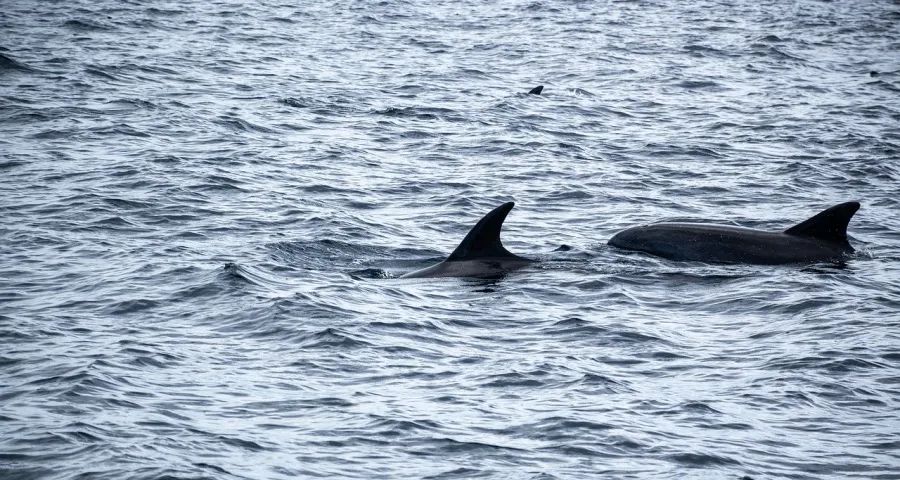 一些家电厂商突然对市场抢夺失去信心-家电圈官网