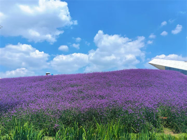 成都星河WORLD星邻里社群共创大事件：共绘雪山下的星河六景
