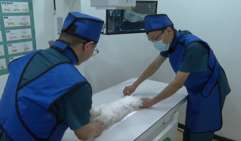 dr是什么医疗设备国产宠物医疗设备再创里程碑山东省第200台必康DR落户济南_https://www.jmylbn.com_新闻资讯_第7张