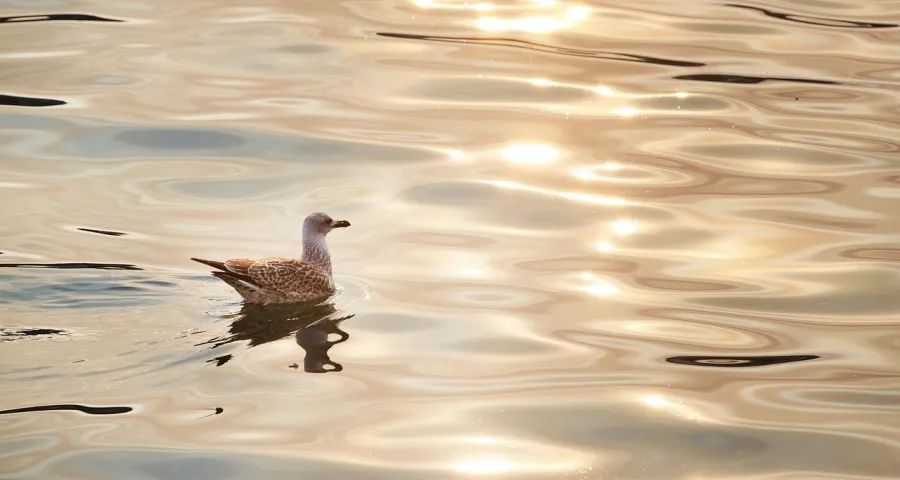 5年冲击300亿！洗碗机企业真急了-家电圈官网
