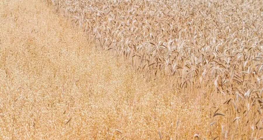 家电上半年大考!美的海尔长虹出拳方太老板格力容声奥克斯领变-家电圈官网