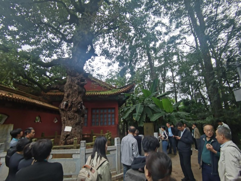 2025年中国林学会古树名木分会全国古树名木学术研讨会隆重召开