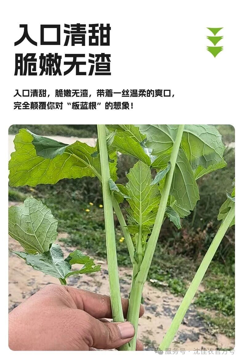 院士团队17年心血,沈佳农新品「板蓝根青菜」硬核上市!一口清甜,给日常加点“食”力Buff!-科记汇