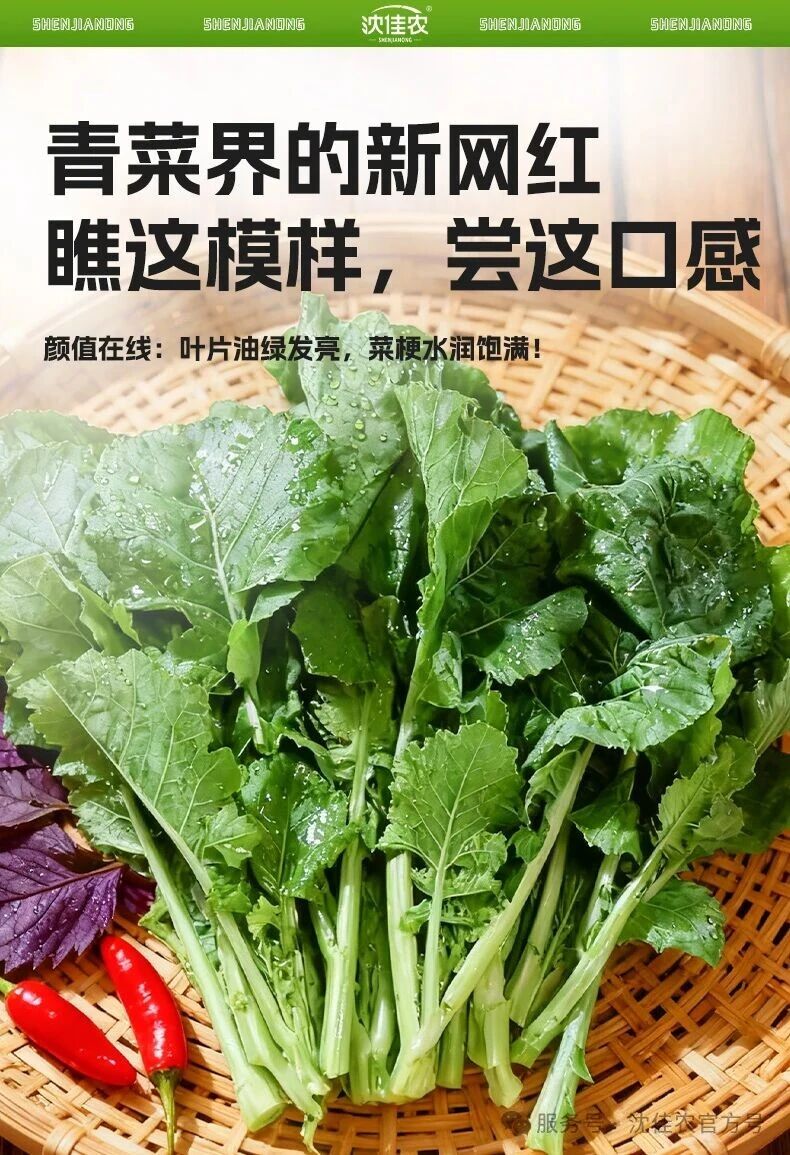 院士团队17年心血,沈佳农新品「板蓝根青菜」硬核上市!一口清甜,给日常加点“食”力Buff!-科记汇
