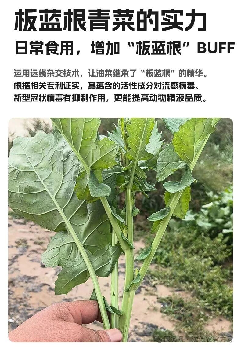 院士团队17年心血,沈佳农新品「板蓝根青菜」硬核上市!一口清甜,给日常加点“食”力Buff!-科记汇