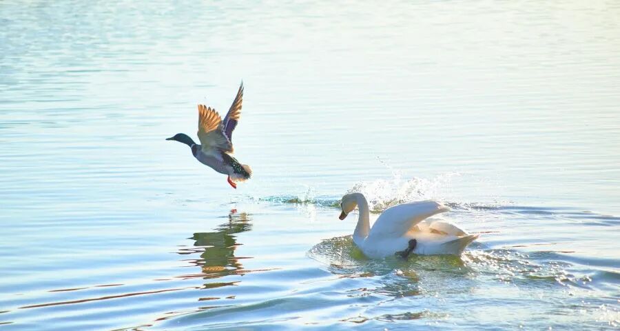 今年双11家电市场的多变与不变!-家电圈官网