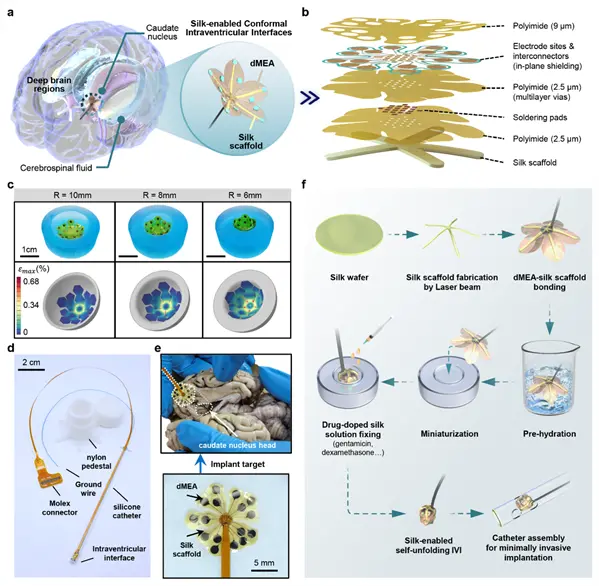 中科院植入式脑机接口大突破:自动变形 贴附于大脑核心