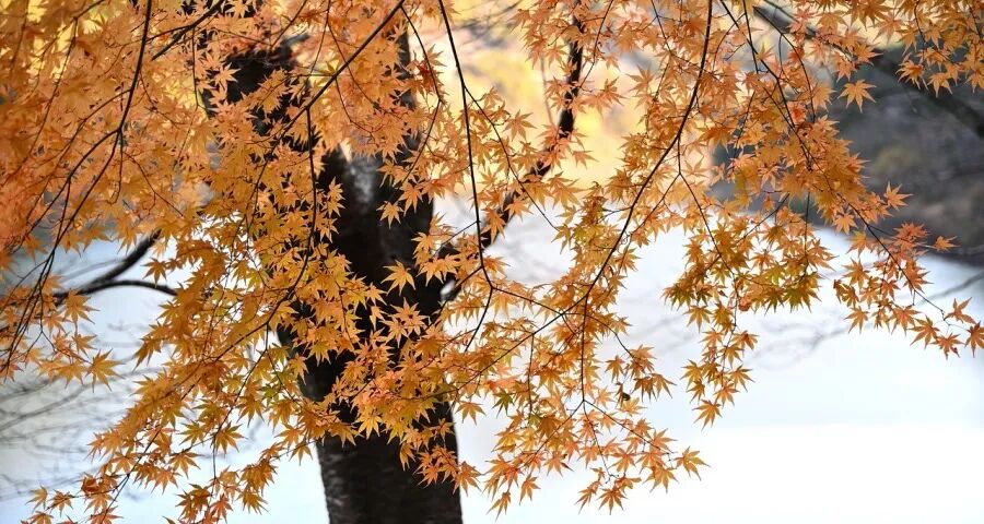 家电双11退热!京东天猫苏宁易购换道美的海信老板小米极米变阵-家电圈官网