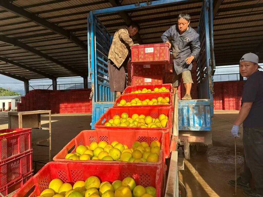 农业数字化不是空谈，褚橙携手金蝶给出了实在答案