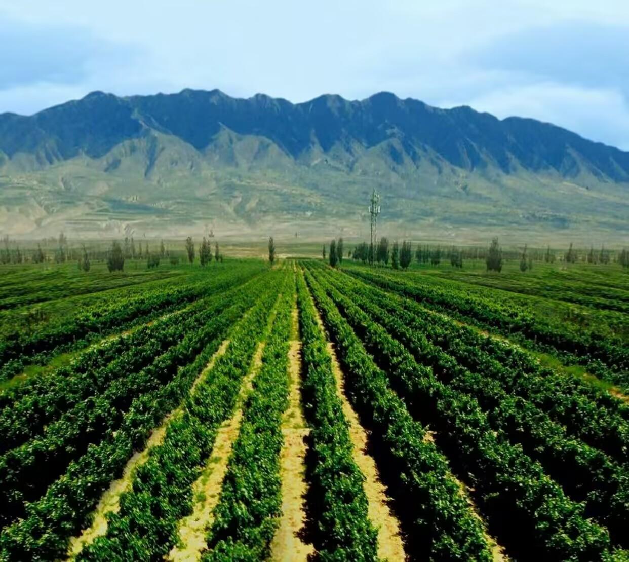 "认领一亩葡萄园",昱豪酒庄引领宁夏葡萄酒消费新潮流