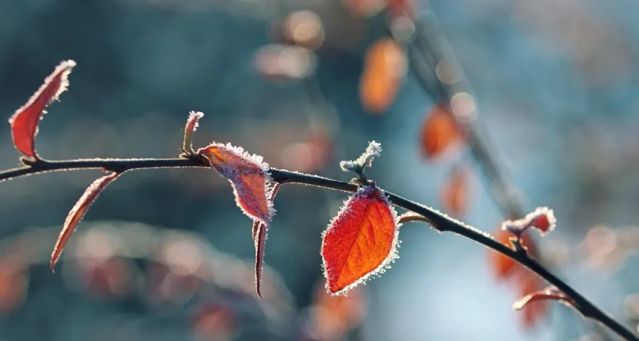 美的家电业务新年度连烧“三把火”-家电圈官网